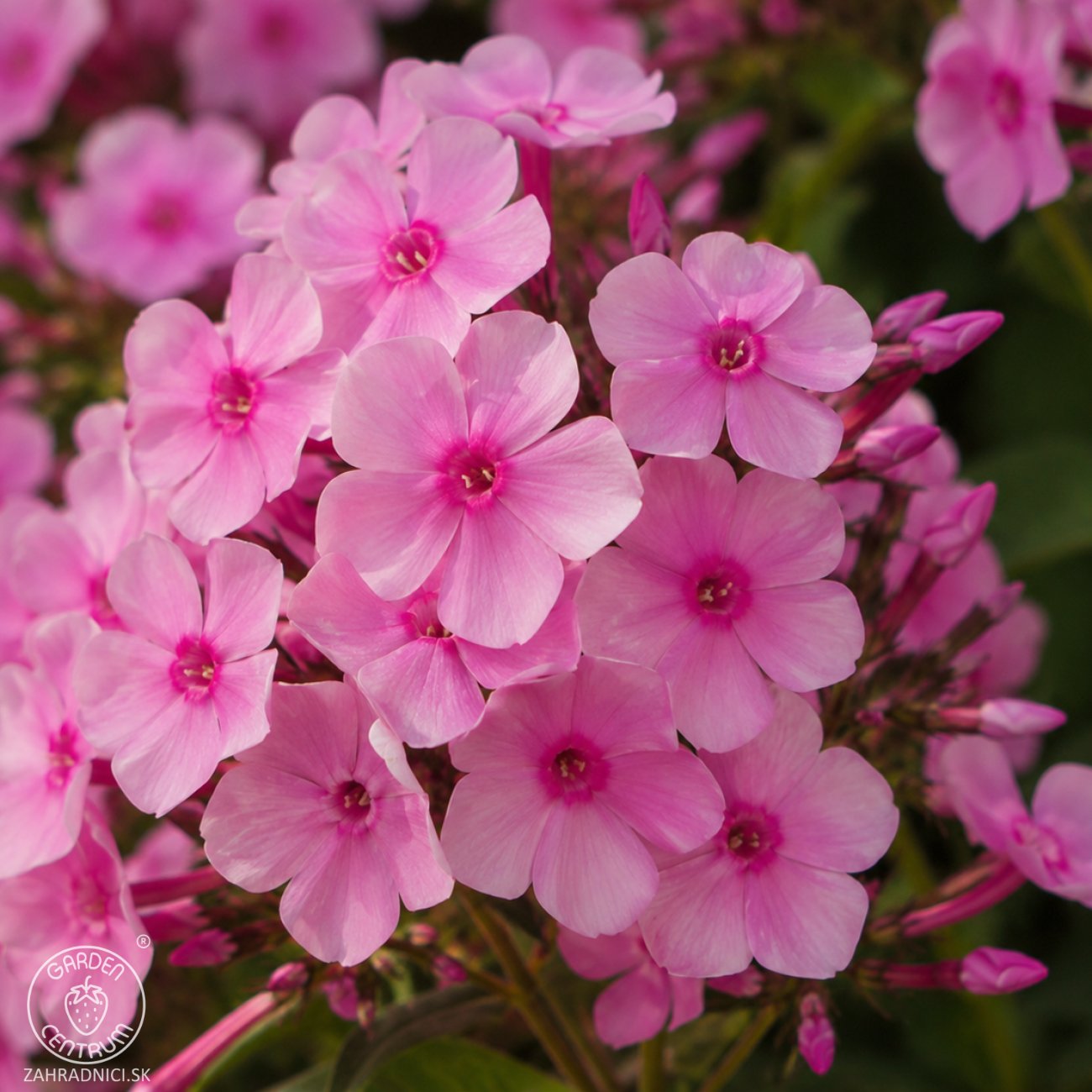 Obrázok Flox metlinatý (Phlox paniculata) ‘SWEET SUMMER MELODY’® - kont. C1,5L